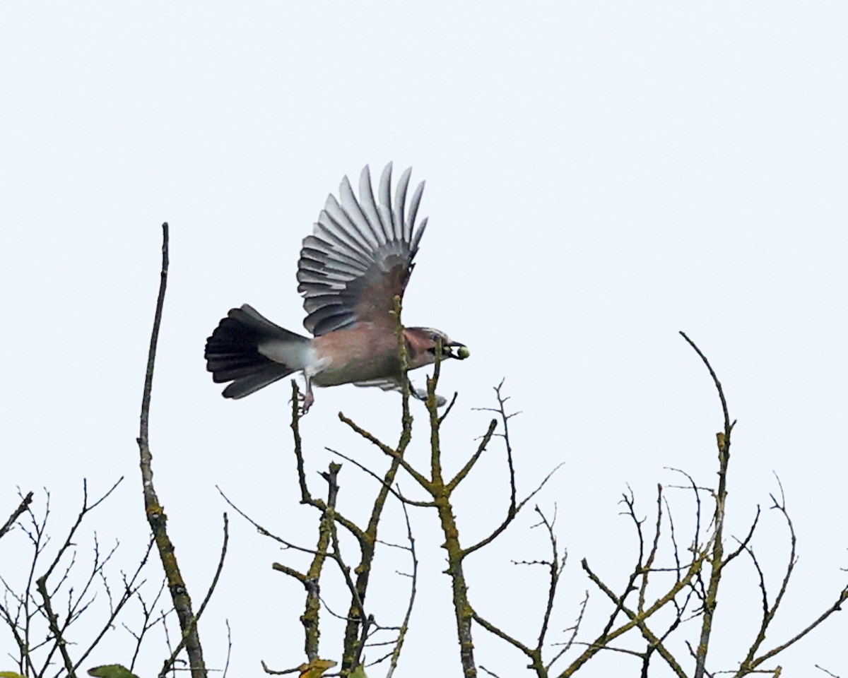 Eurasian Jay - ML642912904
