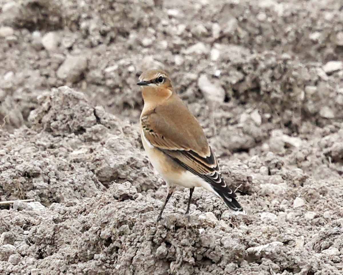 Northern Wheatear - ML642912912