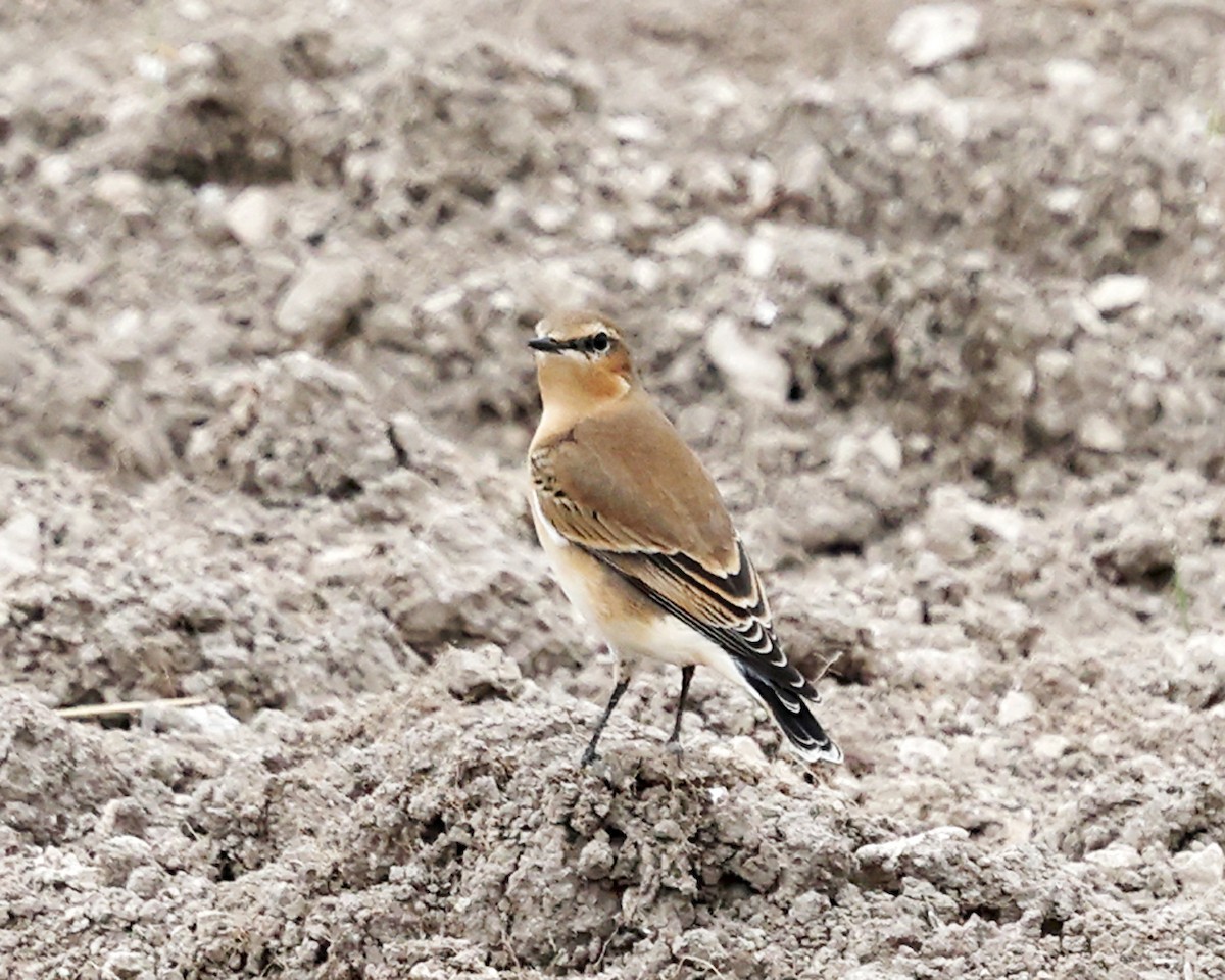 Northern Wheatear - ML642912914