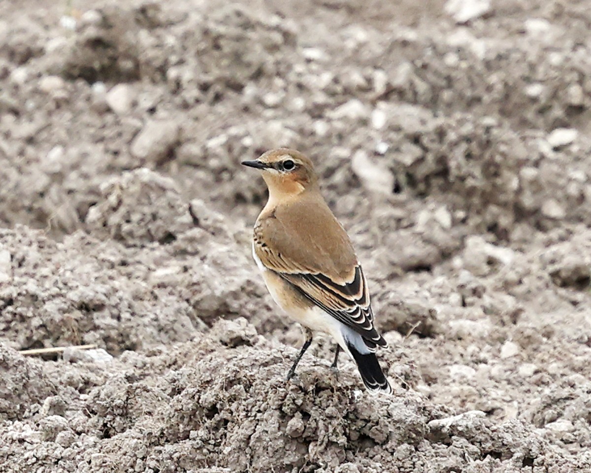 Northern Wheatear - ML642912916