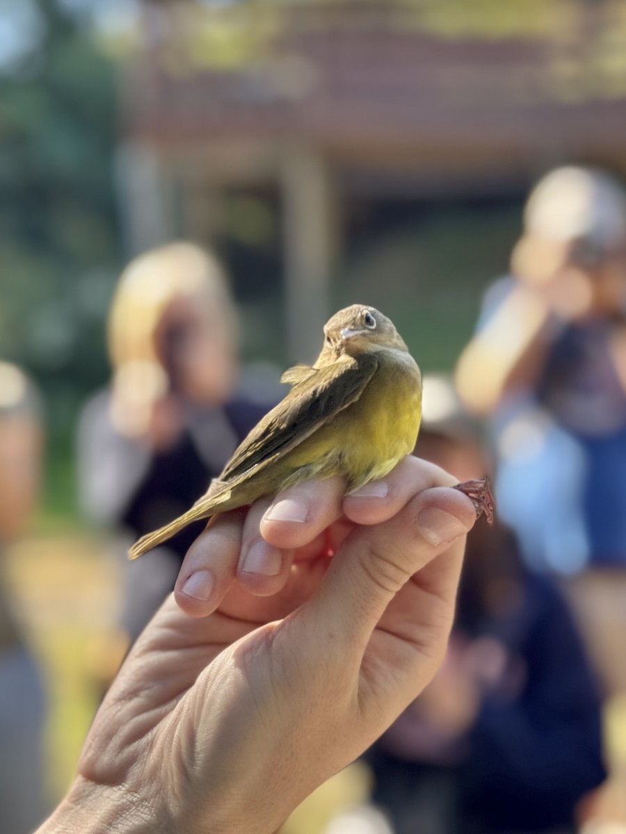 Connecticut Warbler - ML642912926