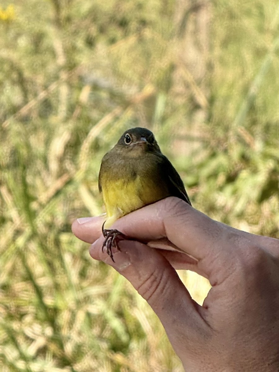 Connecticut Warbler - ML642912927