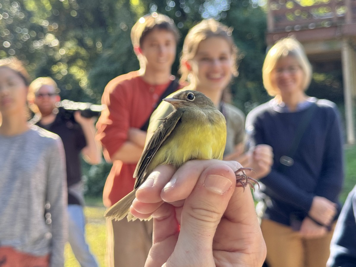 Connecticut Warbler - ML642912930