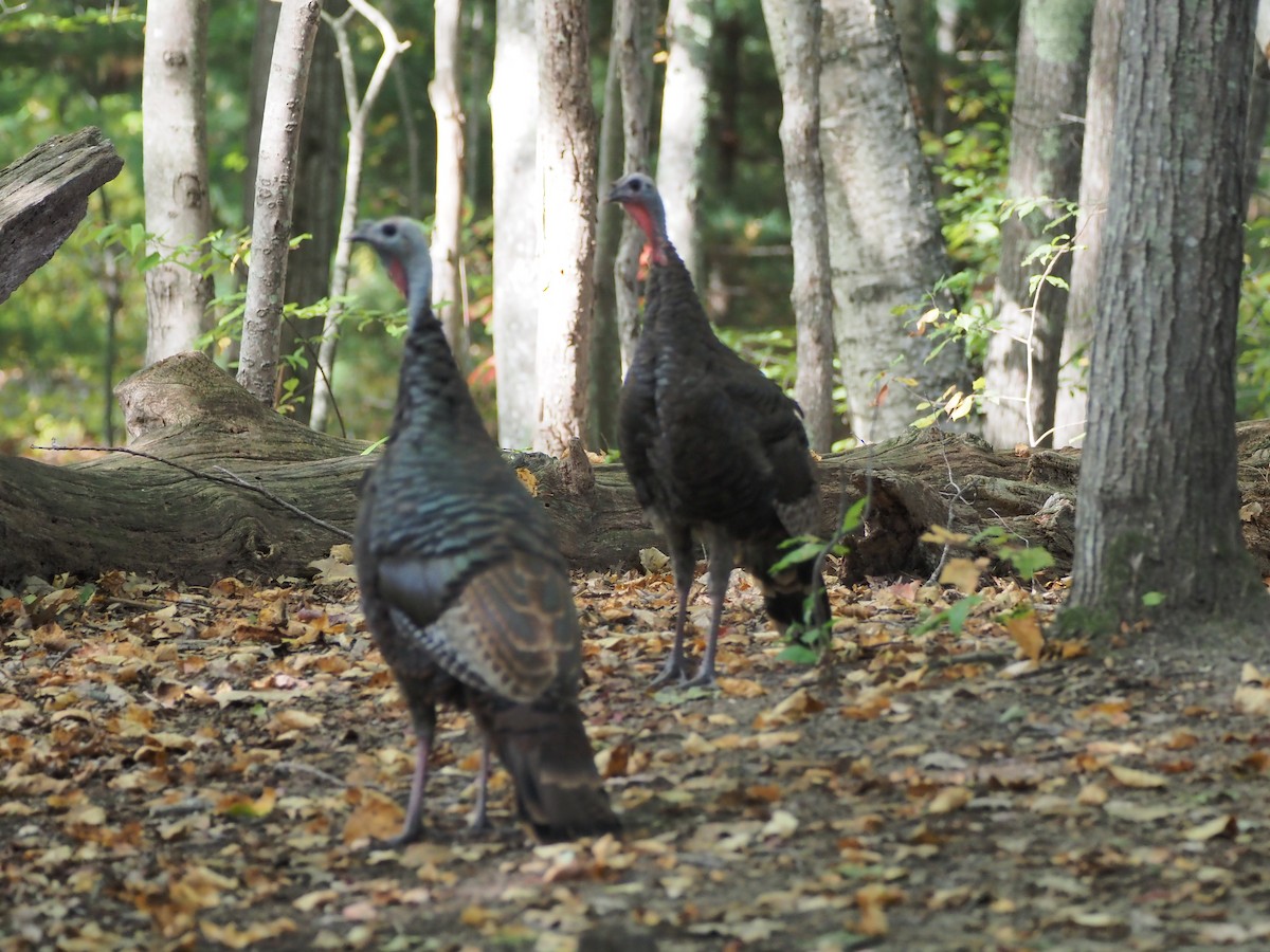 Wild Turkey - ML642912958