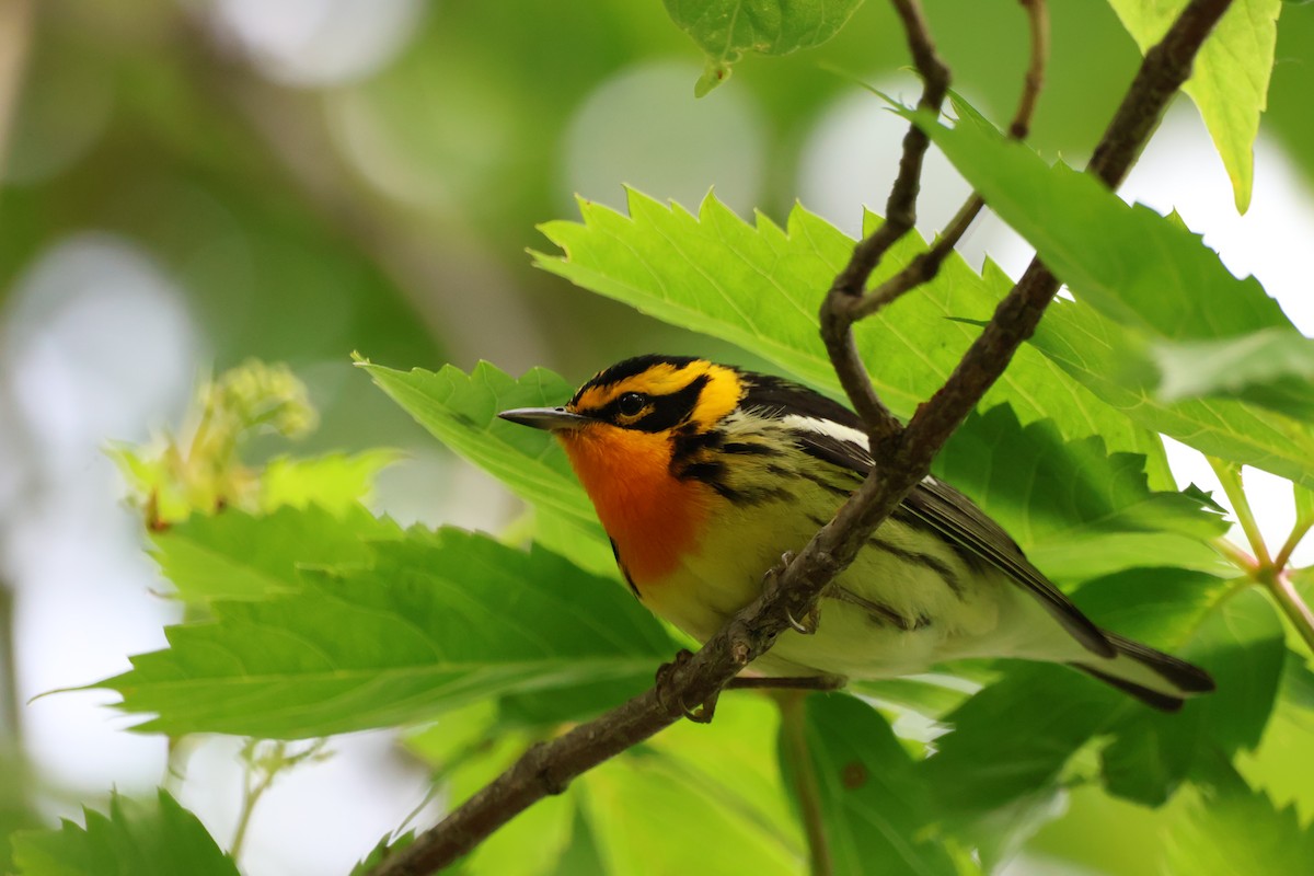 Blackburnian Warbler - ML642912959