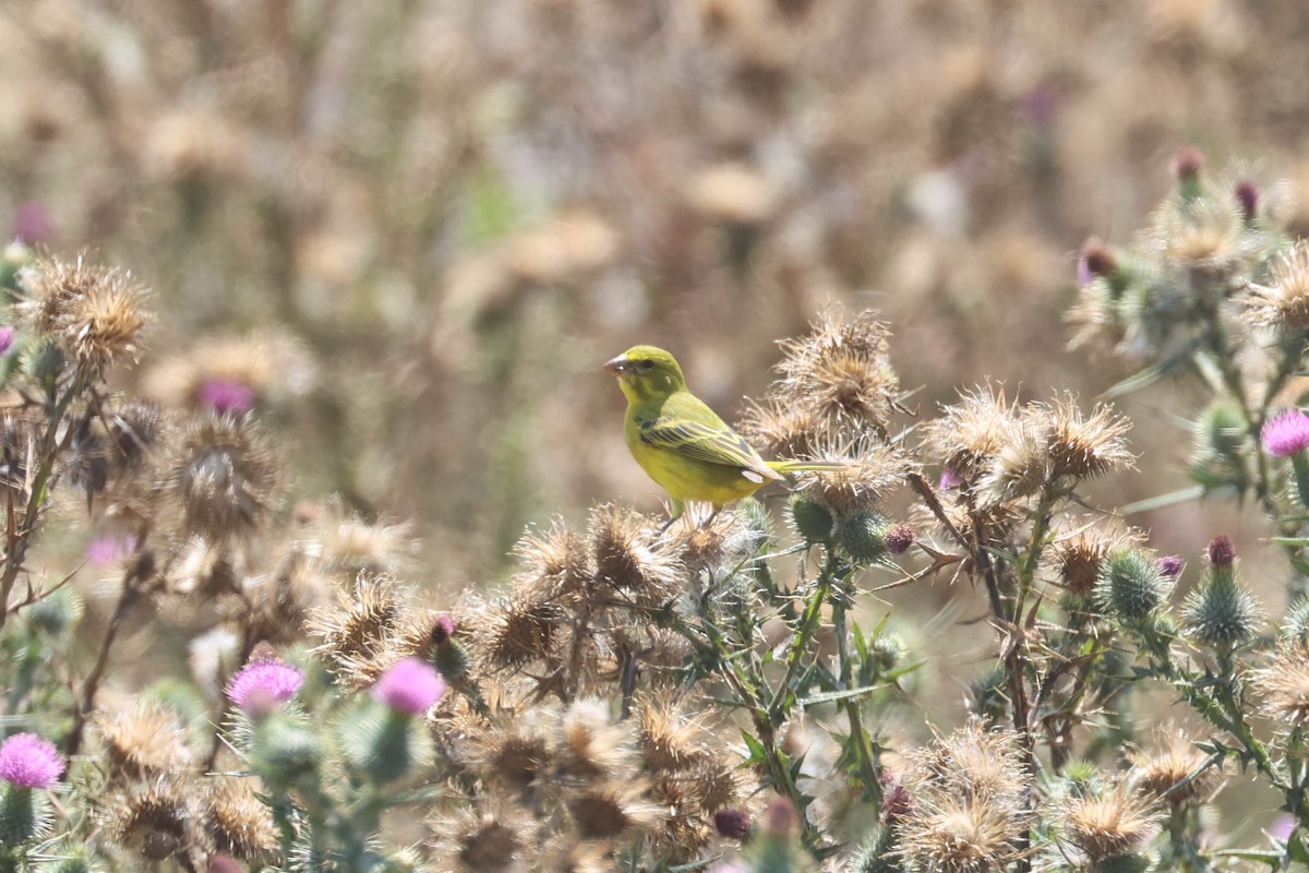 Brimstone Canary - ML642912961