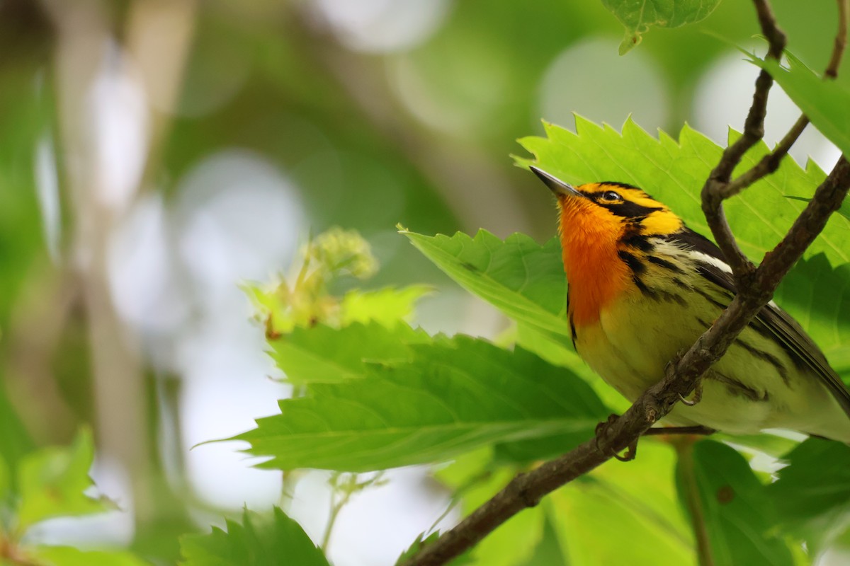Blackburnian Warbler - ML642912962