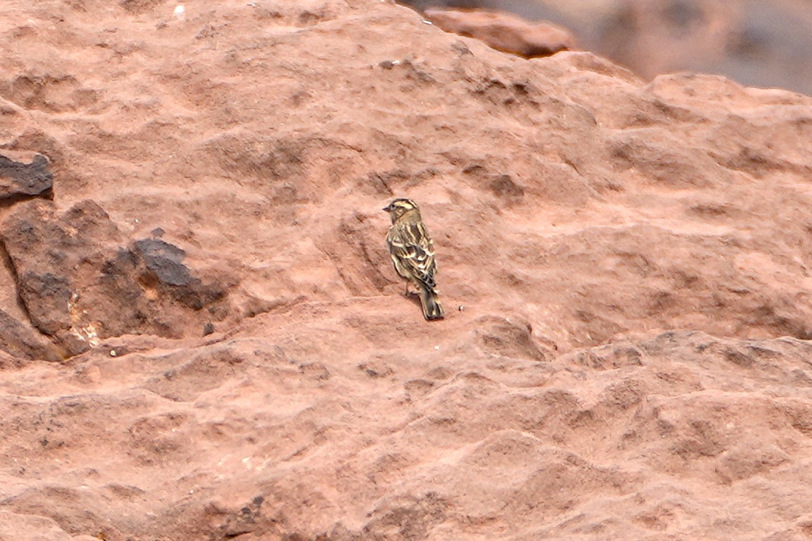 Rock Sparrow - ML642912967