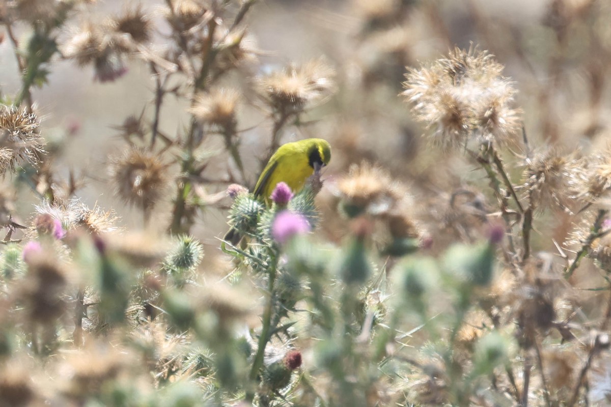 African Citril - ML642912974