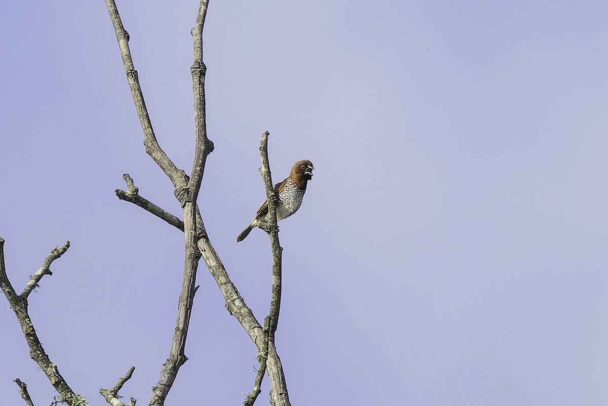 muskatnonne (punctulata) - ML642912975