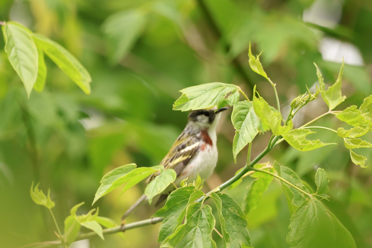 Chestnut-sided Warbler - ML642912982