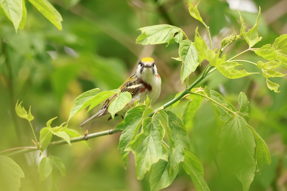 Chestnut-sided Warbler - ML642912984