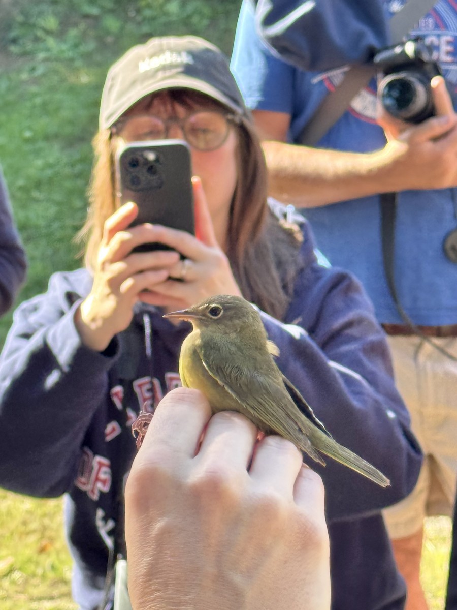 Connecticut Warbler - ML642912986