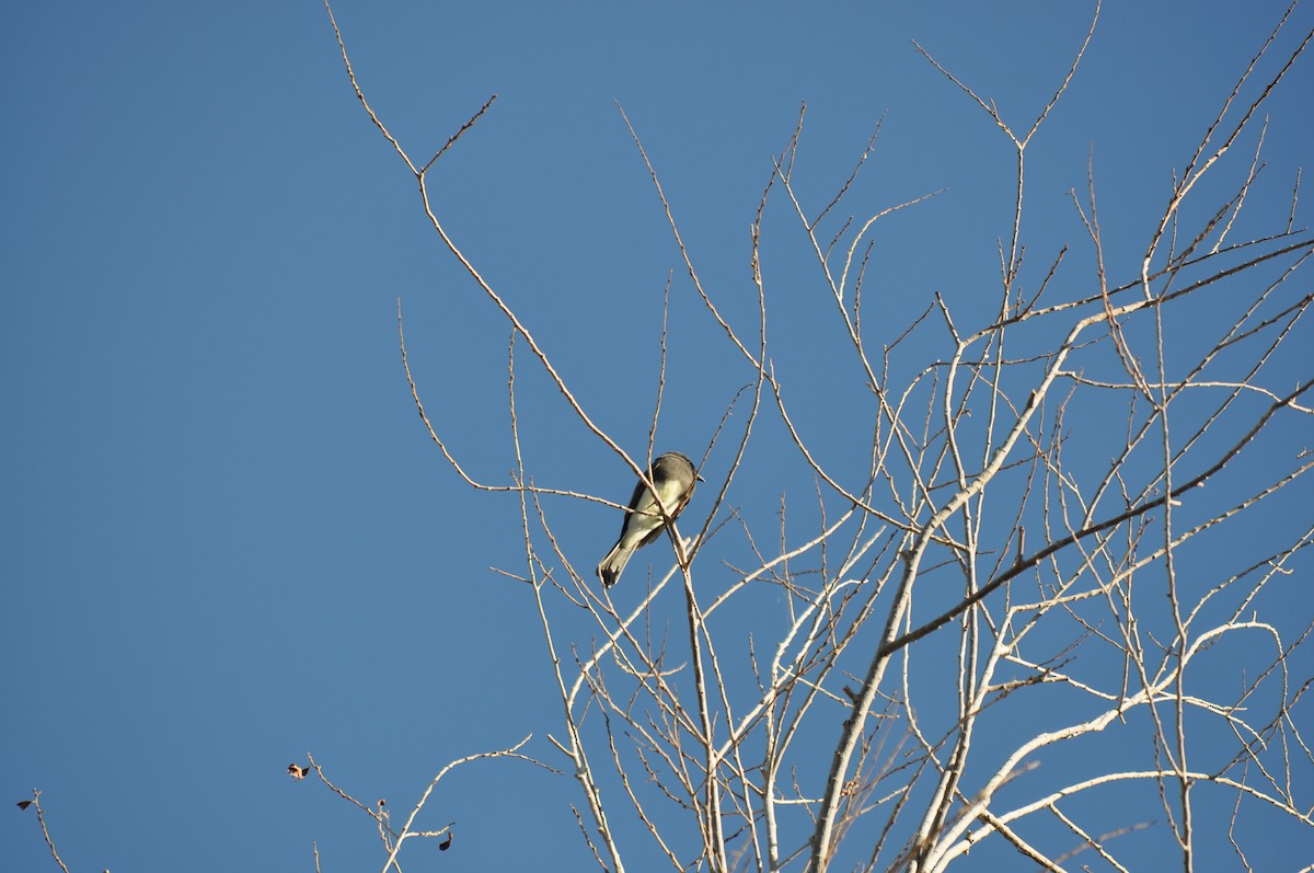 Black Phoebe - ML642912988
