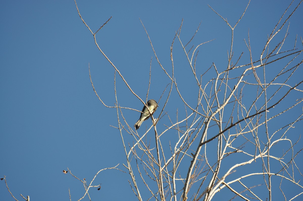 Black Phoebe - ML642912992