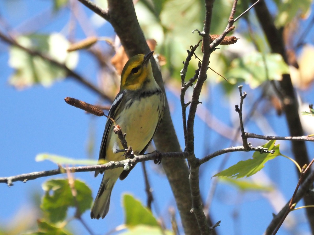 Black-throated Green Warbler - ML642912993