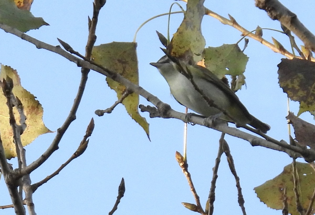 rødøyevireo - ML642912998