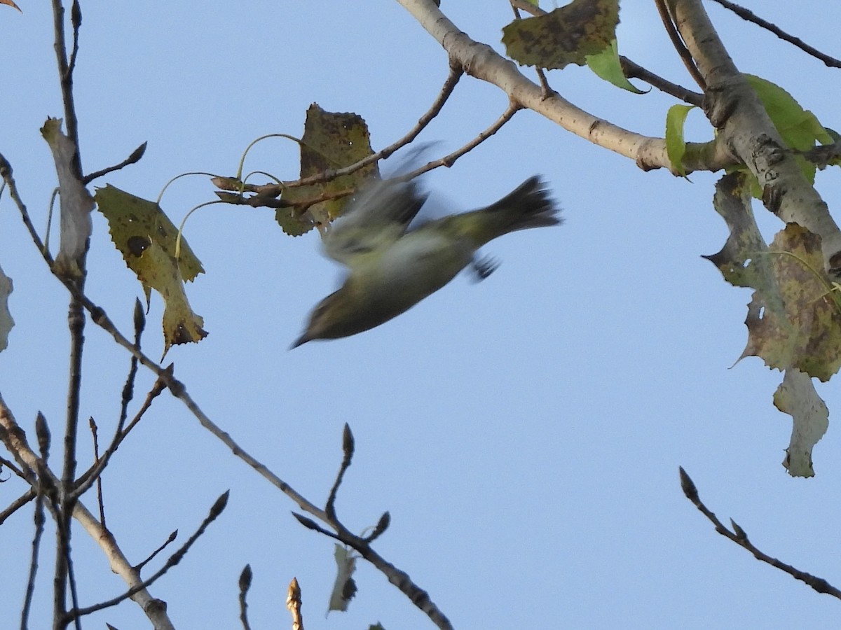 rødøyevireo - ML642912999