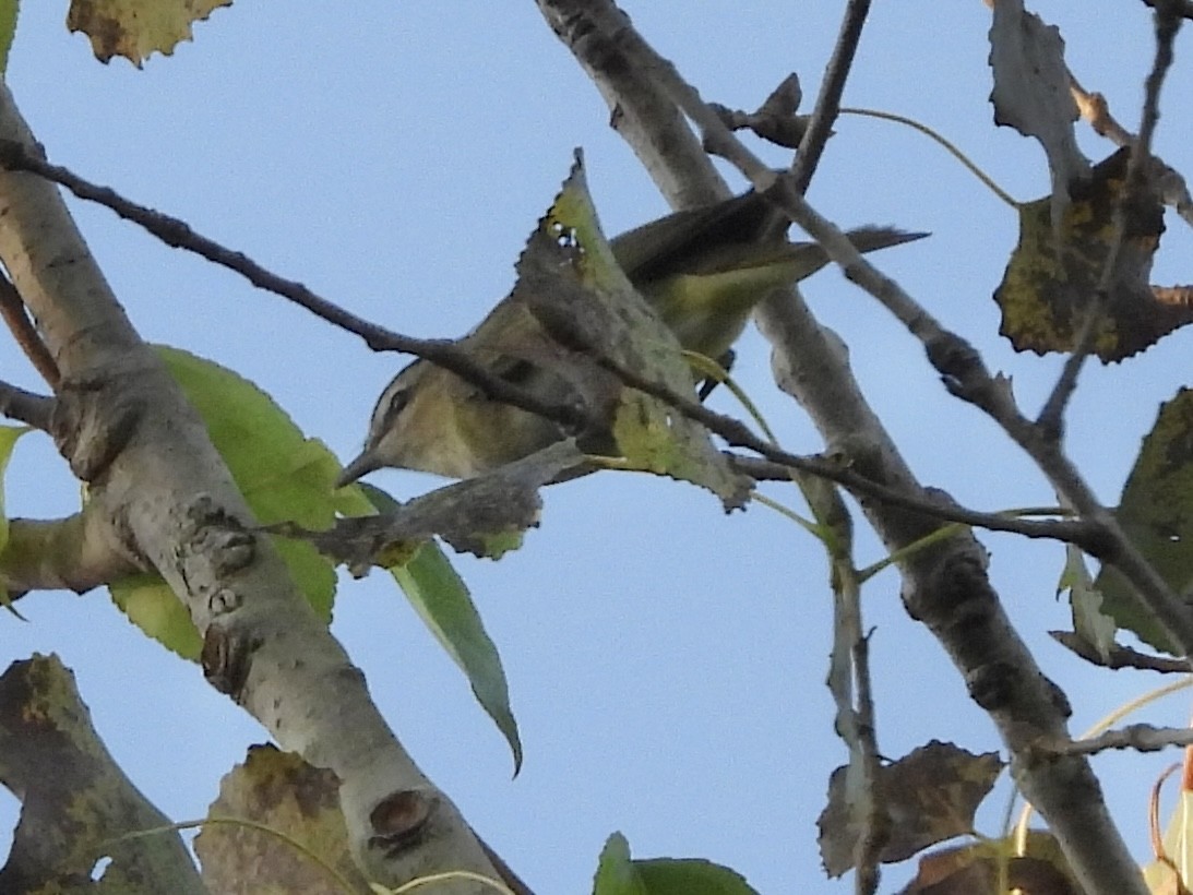 rødøyevireo - ML642913000