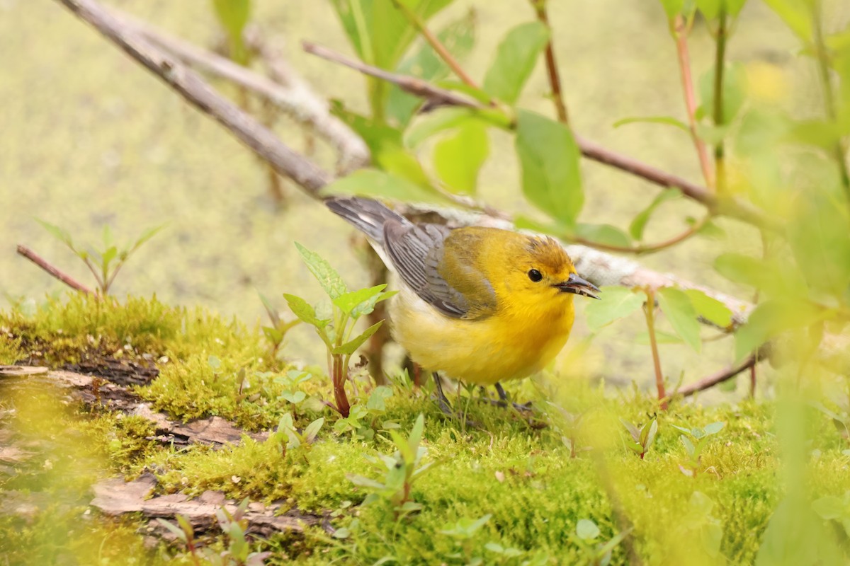 Prothonotary Warbler - ML642913005