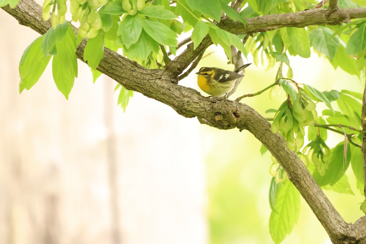 Blackburnian Warbler - ML642913008