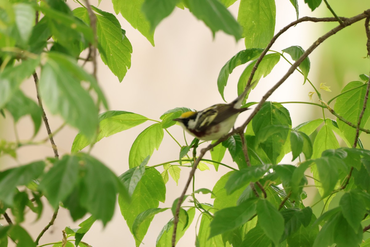 Chestnut-sided Warbler - ML642913012
