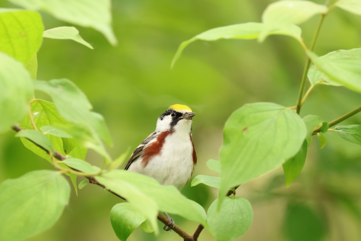 Chestnut-sided Warbler - ML642913016