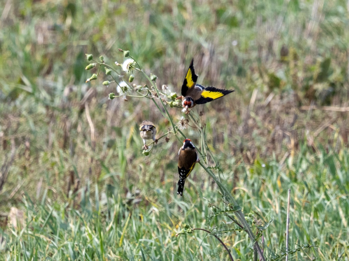 European Goldfinch - ML642913017