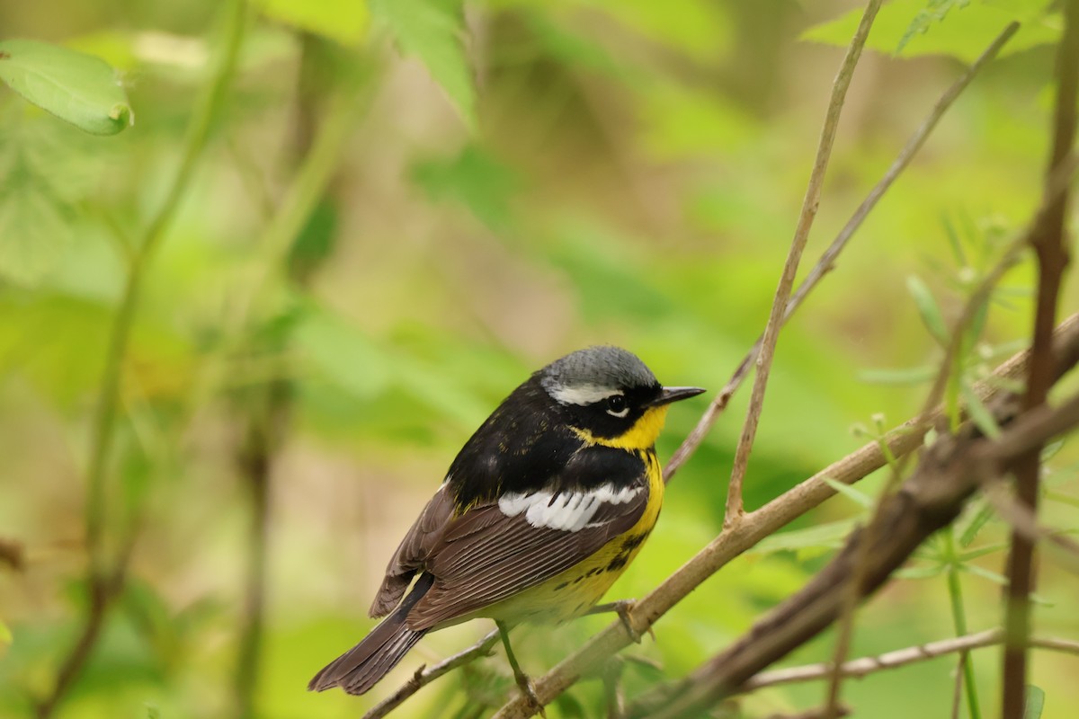 Magnolia Warbler - ML642913021