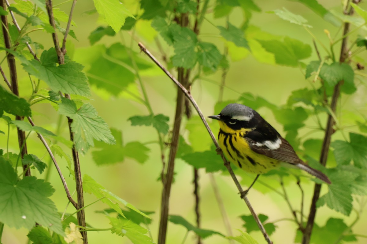 Magnolia Warbler - ML642913023