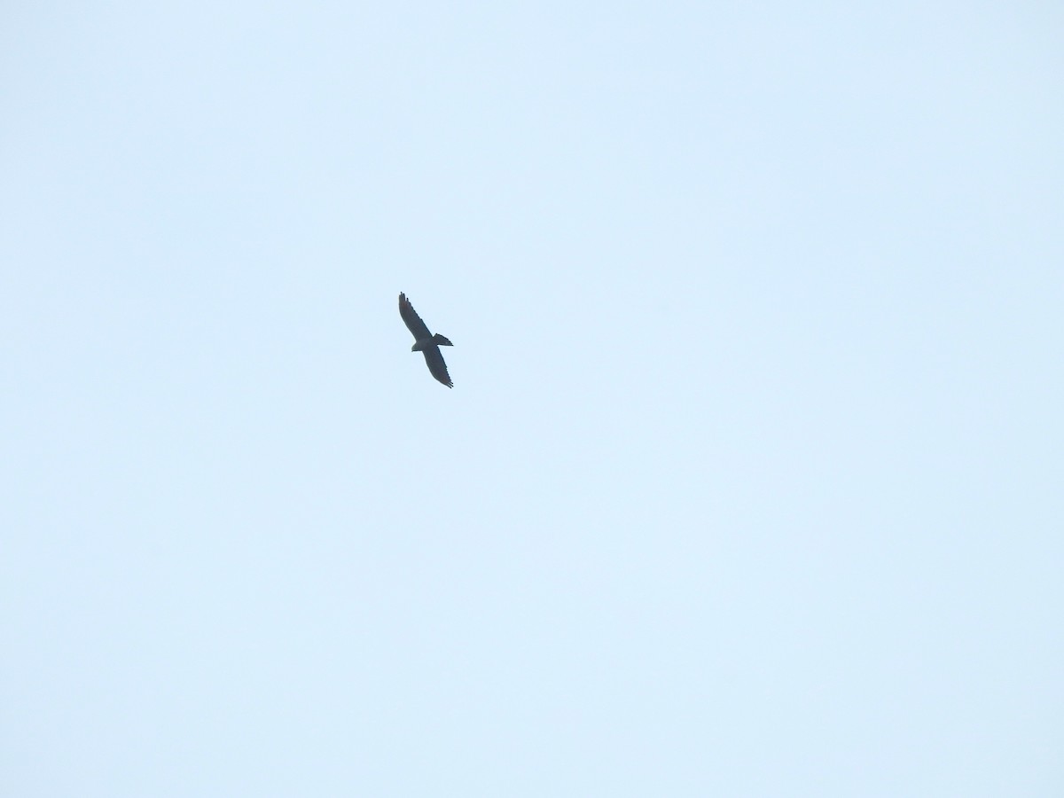Plumbeous Kite - ML642913029