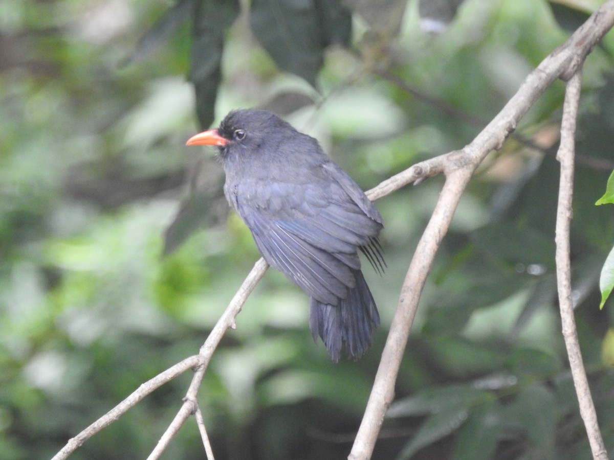 Black-fronted Nunbird - ML642913033