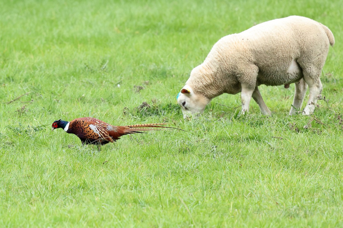 Ring-necked Pheasant - ML642913036