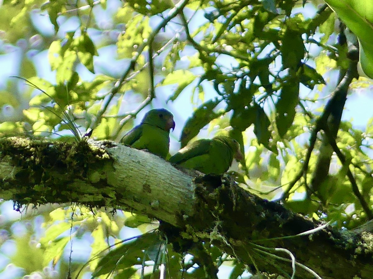 Cobalt-winged Parakeet - ML642913037