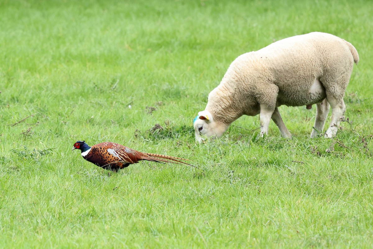 Ring-necked Pheasant - ML642913039