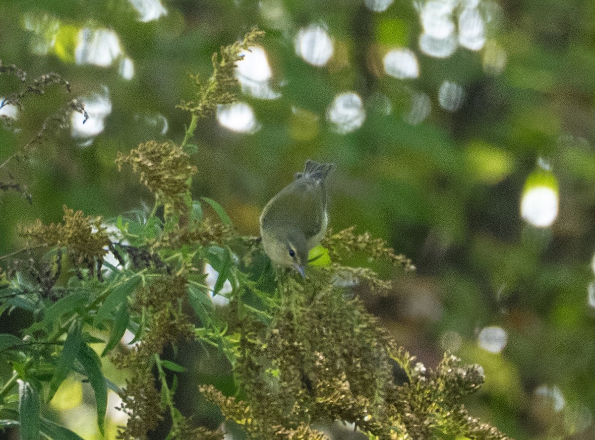Tennessee Warbler - ML642913040