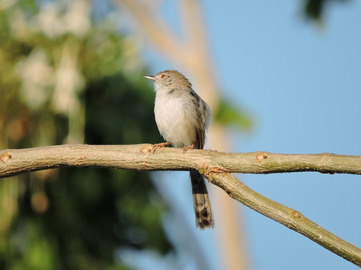 Delicate Prinia - ML642913041