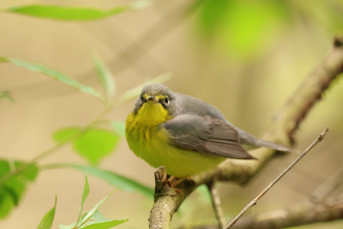 Canada Warbler - ML642913044