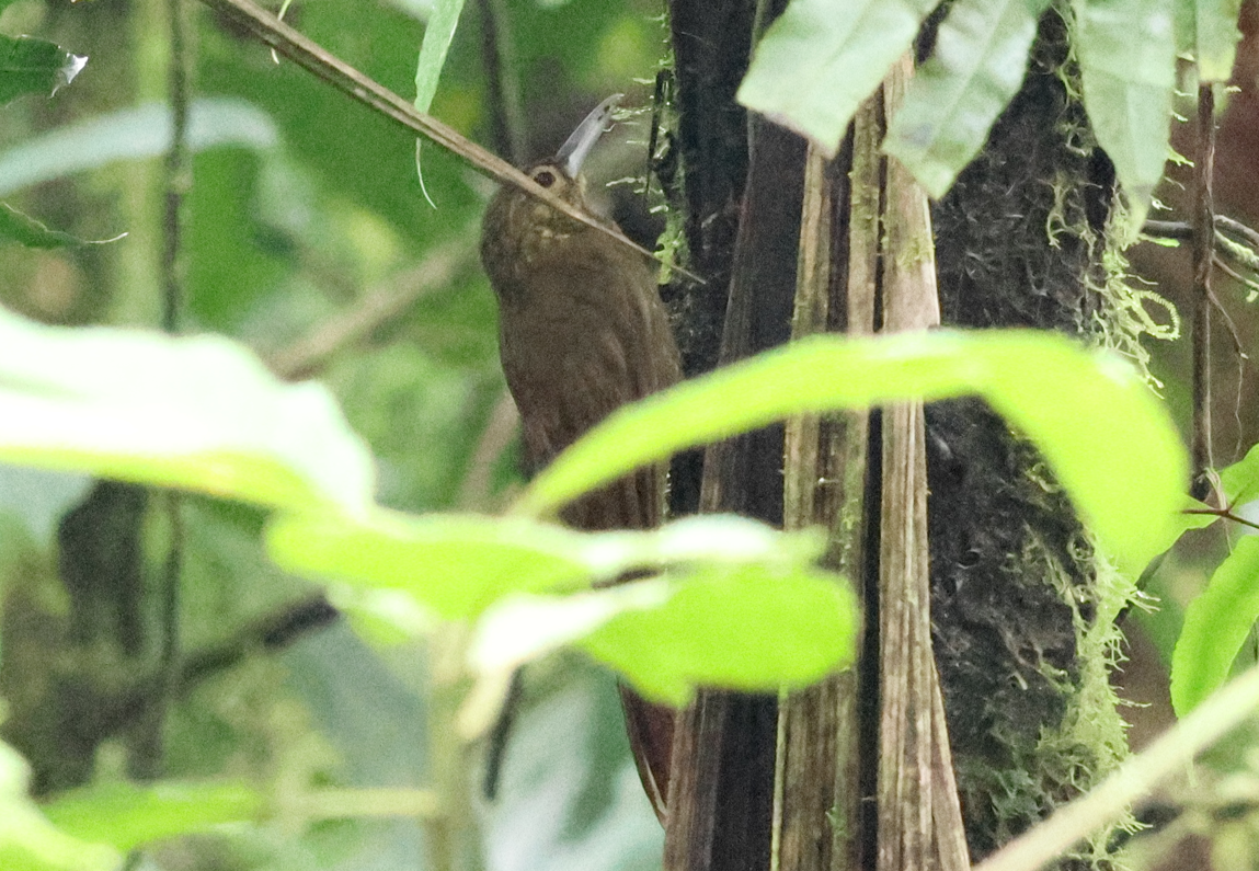 Spotted Woodcreeper - ML642913050