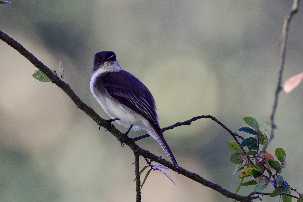 Eastern Phoebe - ML642913052