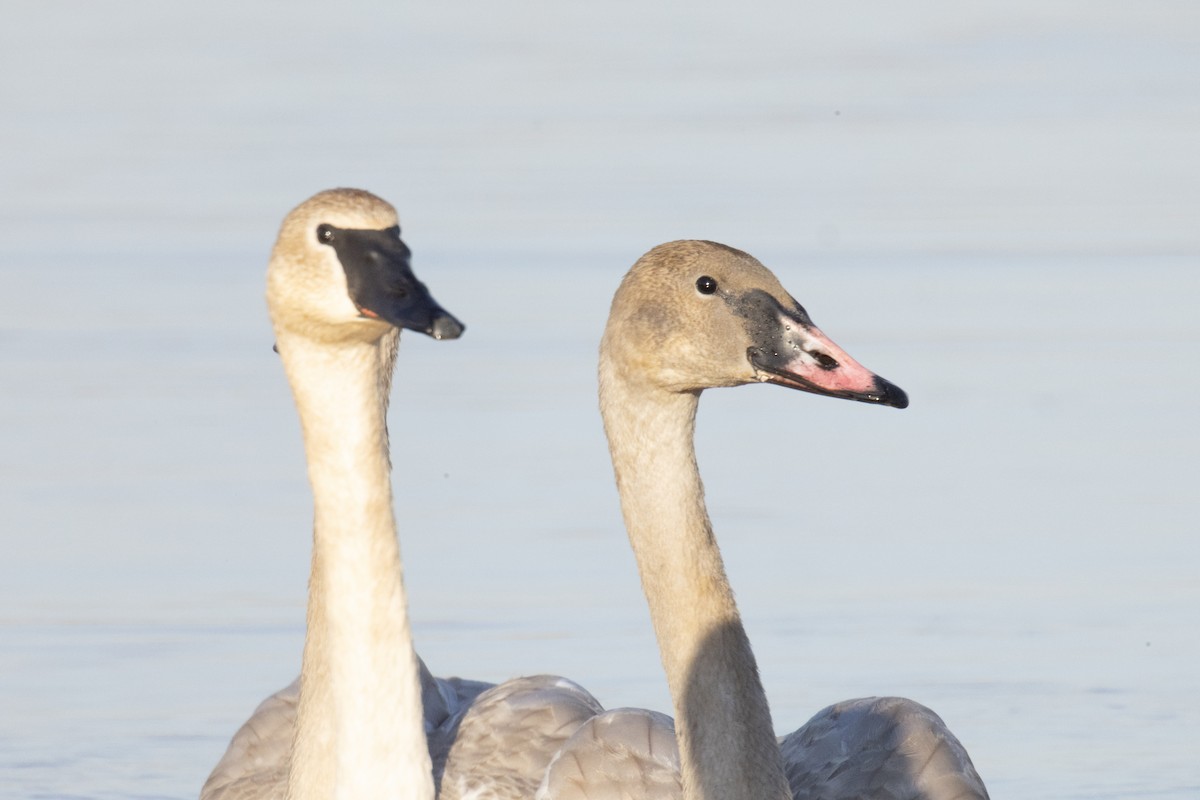 Trumpeter Swan - ML642913053