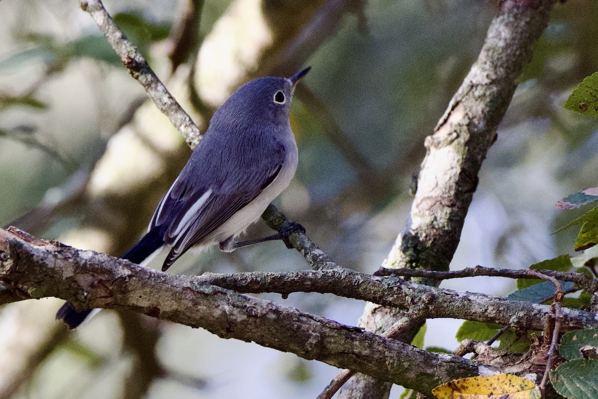 Blue-gray Gnatcatcher - ML642913063