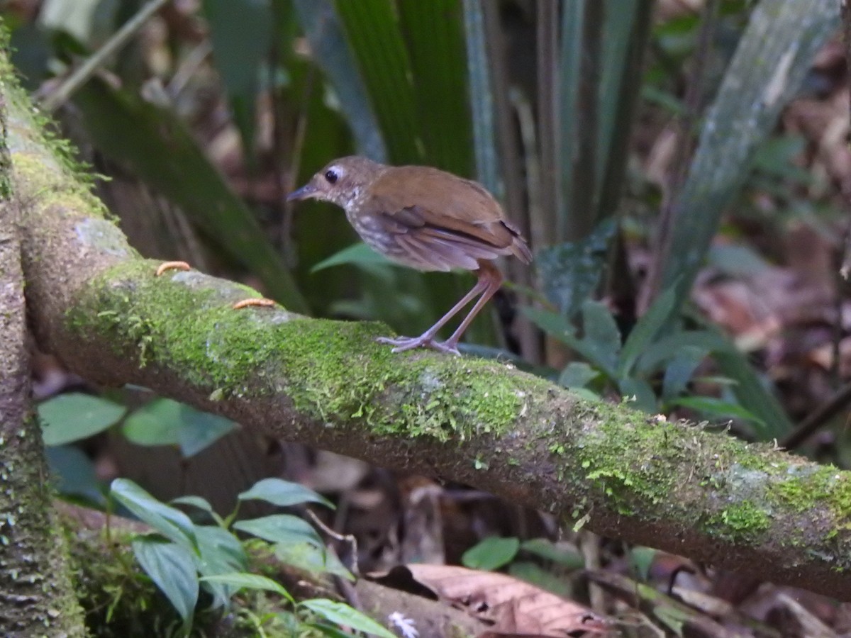Thrush-like Antpitta - ML642913075