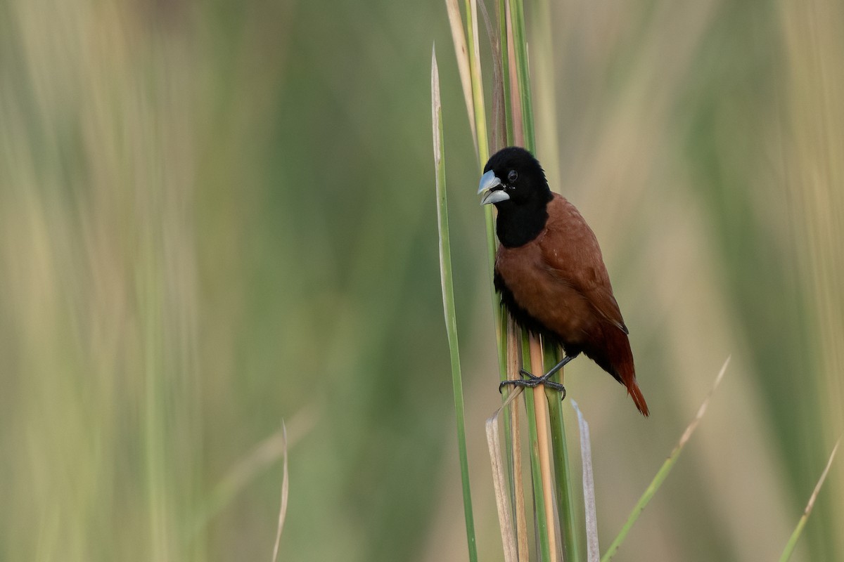 Chestnut Munia - ML642913079