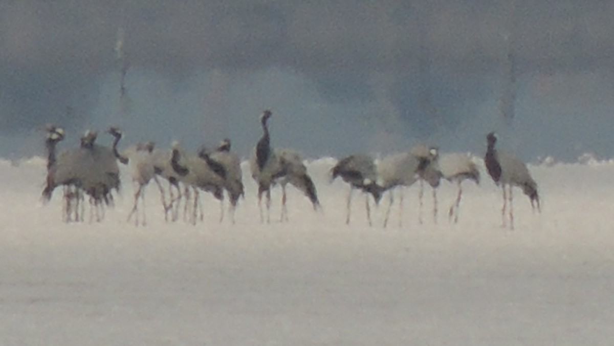 Demoiselle Crane - ML642913080