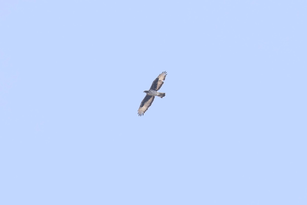 African Hawk-Eagle - ML642913085