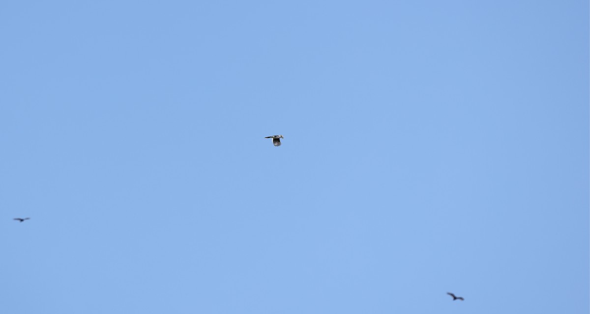 Blue Jay - ML642913089