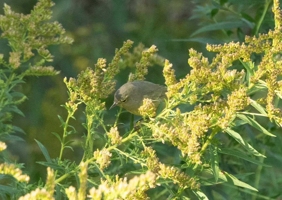 Orange-crowned Warbler - ML642913091