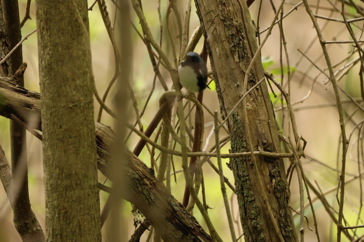 Black-throated Blue Warbler - ML642913093
