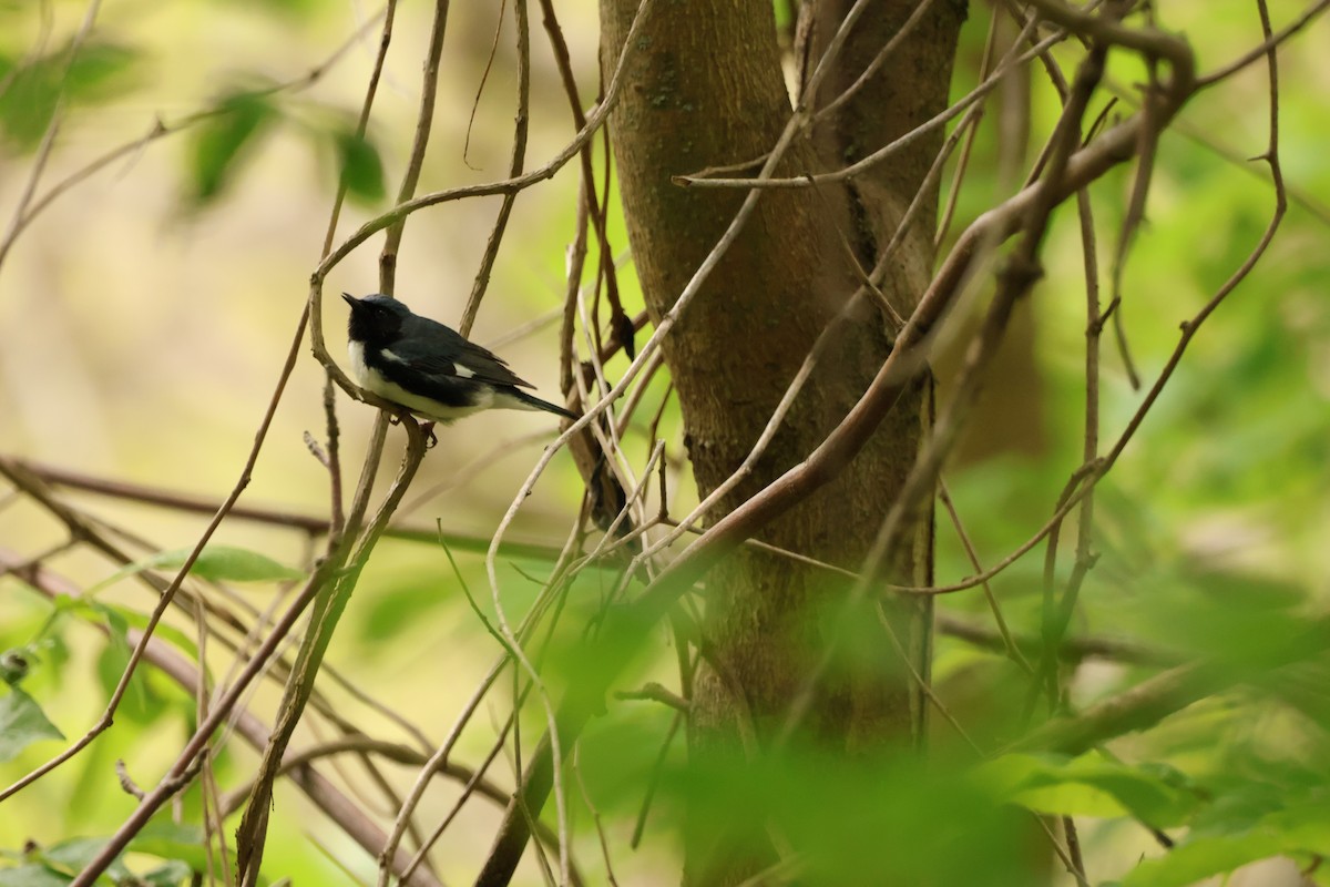 Black-throated Blue Warbler - ML642913098